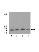 Anti-Histone H3 Antibody, CT, pan 07-690